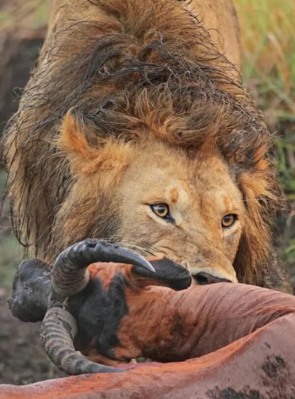 marasimba
