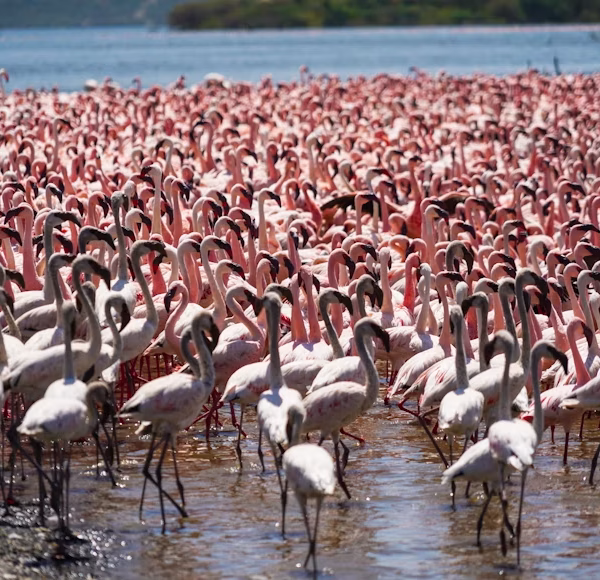 nakuru